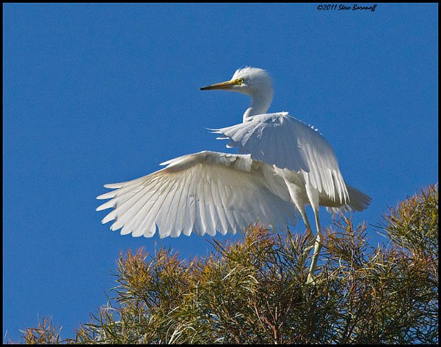 _1SB5387 snowy egret fledge testing wings.jpg